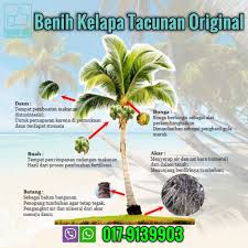 Batang pokok kelapa boleh dijadikan titi untuk menyeberangi sungai. ð—žð—²ð—¶ð˜€ð˜ð—¶ð—ºð—²ð˜„ð—®ð—®ð—» ð—£ð—¼ð—¸ð—¼ð—¸ ð—žð—²ð—¹ð—®ð—½ð—® Benih Kelapa Tacunan Original Facebook