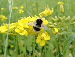 Check spelling or type a new query. Linking Pollinator Occurrence In Field Margins To Pollinator Visitation To A Mass Flowering Crop Journal Of Pollination Ecology