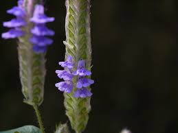 Image result for Rungia