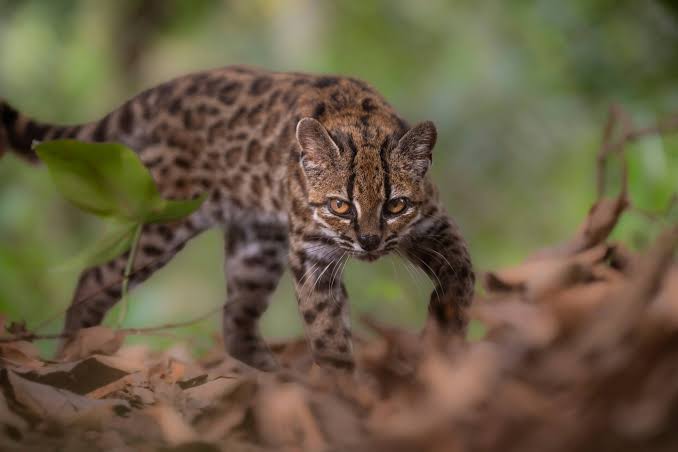 Experta advierte que el gato tilcayo no puede ser domesticado