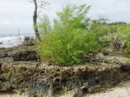 Image result for Pemphis