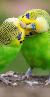Adopt rowdy a amazon in grandview, adopt louie a cockatoo in grandview, ytdjucgxb talking african grey parrots, adopt hope a cockatoo in lenexa, adopt kaya a. Budgerigars Expressing Affection Budgerigar Birds For Sale Budgies Bird