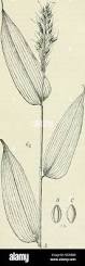 Image result for Olyra latifolia