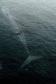 A Boat Passing Over The Giant Blue Whale The Largest Animal On The Planet Animals Ocean Animals Beautiful