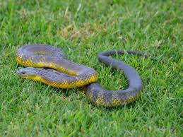 Cut any low shrubs or bushes and get rid of potential food sources. The Only Effective Way To Help Keep Snakes Away From Your Home Shoalhaven Snake Catchers