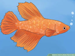 6 Ways To Tell If A Betta Fish Is Sick In 2020 Betta Fish Care Betta Betta Fish
