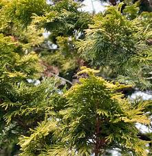 Image result for Chamaecrista plumosa