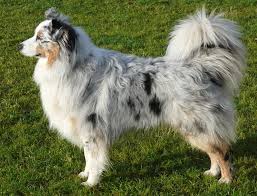 Hunde mit langem fell sind insgesamt meist aufwendiger zu pflegen als kurzhaar hunde, wenn man. Australian Shepherd Wikipedia
