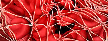 By assaying samples at two different dilutions, an approximate fdp value can be determined. Fibrin Degradation Products Blood Test