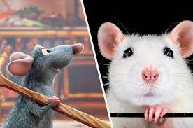 From tricky riddles to u.s. Rat Owners Are Tired Of Hearing These 19 Questions So Listen Up You Ratless Boobs