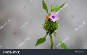 Image result for Ipomoea turbinata