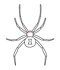 Collection of drawing ideas, how to draw tutorials. How To Draw A Black Widow Spider