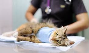 Common Pet Surgeries: What Every Pet Owner Should Know