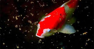 Sedangkan bila terpaksa harus di samping rumah, usahakan berada di samping kiri. 5 Keuntungan Memiliki Kolam Ikan Di Sekitar Rumah Popmama Com