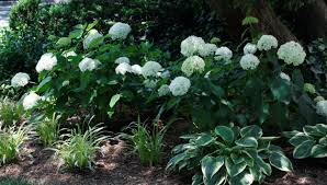 Hostas enjoy similar growing conditions to hydrangeas. Landscape Design Legarden Designs