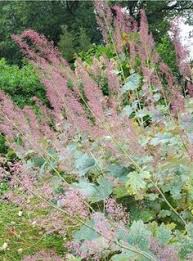 Macleaya Microcarpa Spetchley Ruby The Beth Chatto Gardens Plants Beth Chatto Botanical