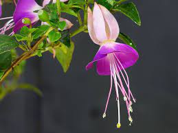 Fuchsia By Feralwhippet On Deviantart Pretty Flowers Fuchsia Gardens Of The World