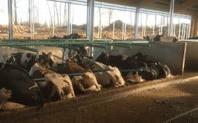 We did not find results for: How To Increase Milk Production In Cows By 6 800 Liters Per 100 Cows Cow Welfare
