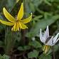 Wildflower Walk at the Balls Bluff Regional Park