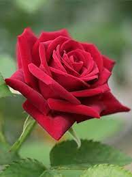 Pin By Jbprendes On 1 A File General Beautiful Rose Flowers Rose Flower Wallpaper Rose Flower