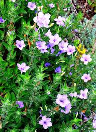 Image result for Ruellia patula