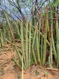 Image result for Sansevieria pearsonii