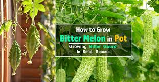 We did not find results for: How To Grow Bitter Melon Growing Bitter Gourd In Pots Balcony Garden Web