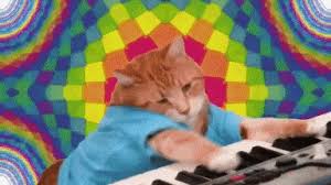 Not like you needed a reason to look at adorable, hilarious cats, but it's 100 percent proven fact that they make you happy. Funny Cat Jamming Gif By Moodman Find Share On Giphy