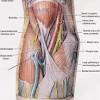 The muscular system is responsible for the movement of the human body. 1