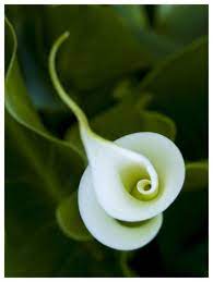 There is one tricky thing about calla lilies: Pin On Natura Geometrica I Caos Geometric Nature And Chaos
