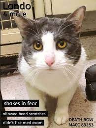 Pin By Ondulais Zuleta On Cat Parenthood Foster Cat Cat Adoption Cats