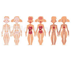 This video explains the internal organs of human body. Set Of Educational Anatomy Chart Stock Vector Colourbox