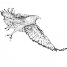 We did not find results for: Red Tail Hawk In Flight 01 By Gary Wilcockson Artwork Archive