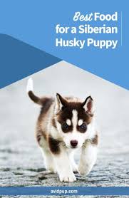 So, just what is the best food for husky puppies? Best Food For A Siberian Husky Puppy Huskypuppies Siberian Husky Puppy Husky Puppy Siberian Husky