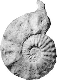 Image result for Pycreus mortonii