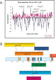 Little known immunity nutrient helps beat herpes. Fusogenic Domains In Herpes Simplex Virus Type 1 Glycoprotein H Journal Of Biological Chemistry