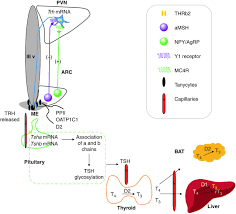 Update information for daniel proença de carvalho ». 60 Years Of Neuroendocrinology Trh The First Hypophysiotropic Releasing Hormone Isolated Control Of The Pituitary Thyroid Axis In Journal Of Endocrinology Volume 226 Issue 2 2015