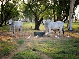 Begitu juga dalam permasalahan pembahagian daging korban. Isa Daud Al Maranji Isu Agihan Daging Korban Seekor Lembu Mestikah 7 Bahagian