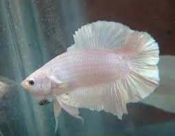 We did not find results for: Gambar Ikan Cupang Hias Hitam Putih