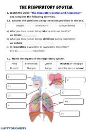Respiratory System Online Worksheet For Grade 3 You Can Do The Exercises Online Or Download The Workshe In 2020 Respiratory System Body Systems Worksheets Respiratory