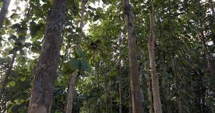 About agarwood interesting facts about agarwood agarwood chips agarwood beads & bracelet agarwood oil agarwood incense applications of agarwood. Facing Extinction India S Scented Agarwood Is Finding Ways To Grow In Home Gardens Polluted Fields