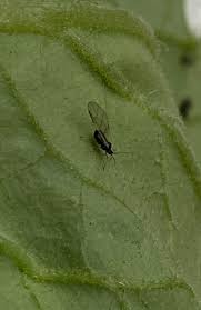 Image result for BLACKFLY ON TOMATO PLANTS