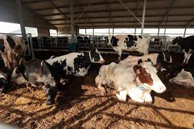 Download lagu ferme 1000 vaches (11.58mb) dan streaming kumpulan lagu ferme 1000 vaches (11.58mb) mp3 terbaru di hasil diatas adalah hasil pencarian dari anda ferme 1000 vaches mp3 dan menurut kami yang paling cocok adalah ferme 1000 vaches. La Ferme Des 1 000 Vaches Fin De L Histoire Controversee