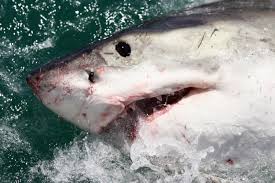 Horrifying in its immense size and ruinous appetite, the megalodon is certainly the beast. Megalodon World S Biggest Shark Which Grew Up To 50ft Was Wiped Out By The Great White Study Says