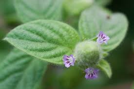 Image result for Nelsonia canescens