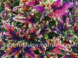 Image result for Coleus sylvestris