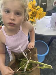 Ruma 8 Sunflower Seeds