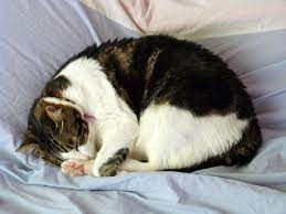 As stated before, cats rarely show signs that they are uneasy or in pain. Symptoms Of Cancer In Cats Canna Pet