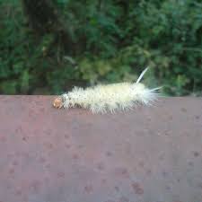 Black And Yellow Striped Caterpillar Michigan Catterpillar I Found It Outside Flowers Diamond Earrings Dandelion