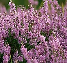 Visually, it won't look out of place either. Amazon Com Heather Plants